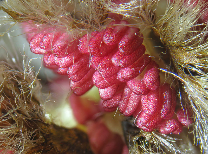 Populus alba - Amenti maschili